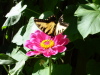 butterfly_4.jpg