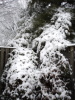 snow_pic_corner_fence.jpg
