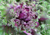 Flowering cabbage