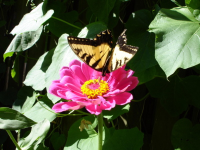 Butterfly on Pink Zinnia